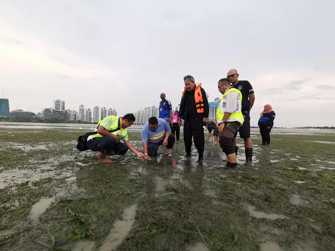 來自UPM的專家們與森林城市員工一起執行海草康復計劃